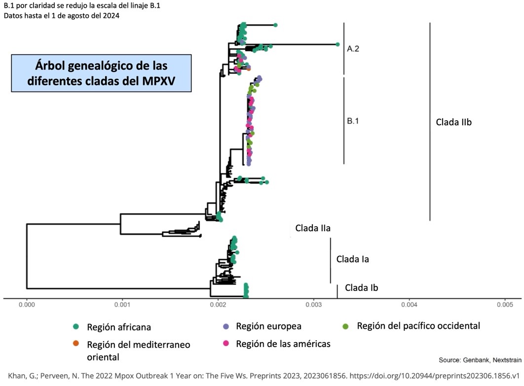 Figura 5. Las diferentes cladas de MPXV.